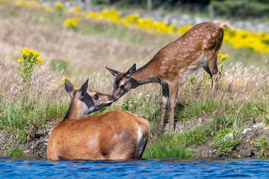 Deer in river