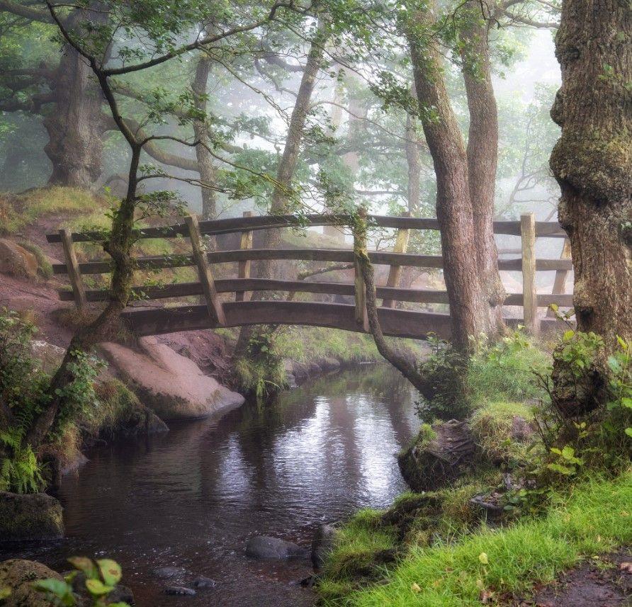 Padley Gorge bridge in the Peak District  - the bridge is in the centre of the photo with water running underneath, and it is surrounded by thin tree trunks. A strip of bright green grass can be seen at the front of the photo