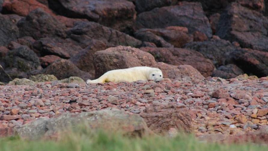 A white seal pup lies on a pebble-covered beach near dark rocks.