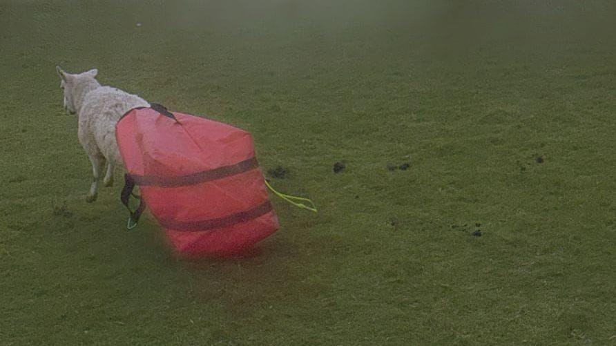 A sheep with a red bag on its rear quarter and running in a grassy field.