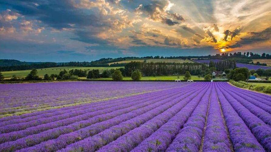 Rows of lavender in a field with the sun coming up