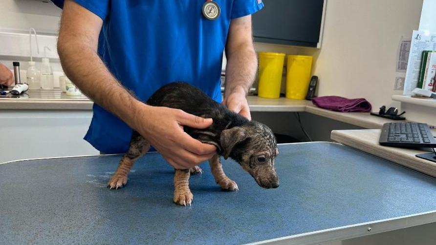 A puppy on a counter top being examined by a vet