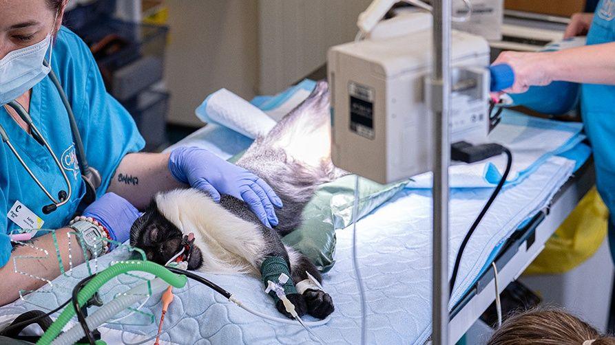 A monkey with black and white fur lies on a table at the vets. A vet wearing a blue uniform and blue gloves gently rests her hand on the monkey.
