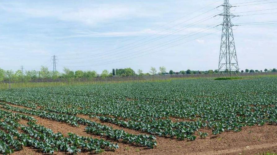 Vegetable field