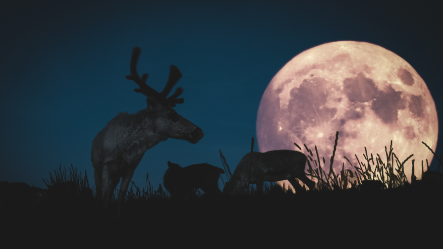 A deep blue sky, with a very large full moon, tinged pink. Below is a grassy verge with the silhouettes of three reindeers.