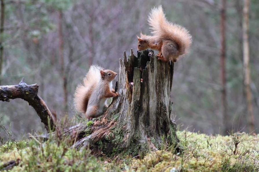 Two squirrels on a tree stump in woodland, one at the side and one on the top.