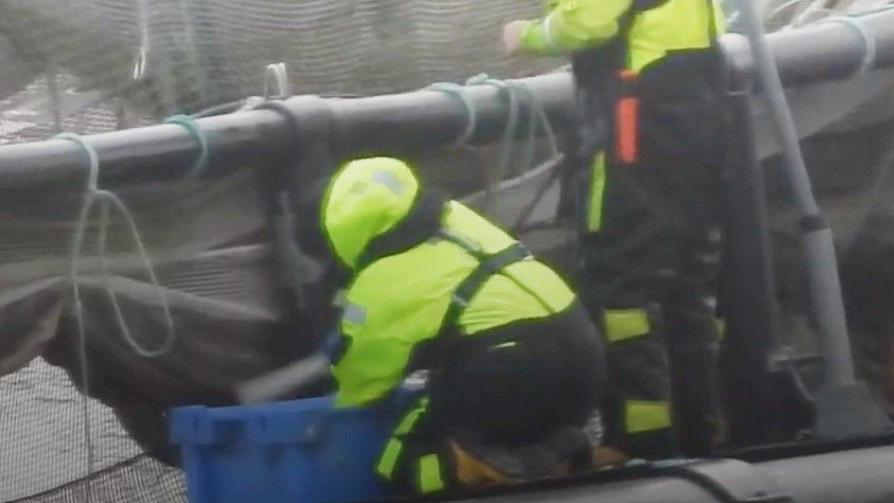 Two men in fluorescent safety gear stand on a platform on a fishing farm hung with nets. One man on his knees swings a baton towards the contents of a blue box.