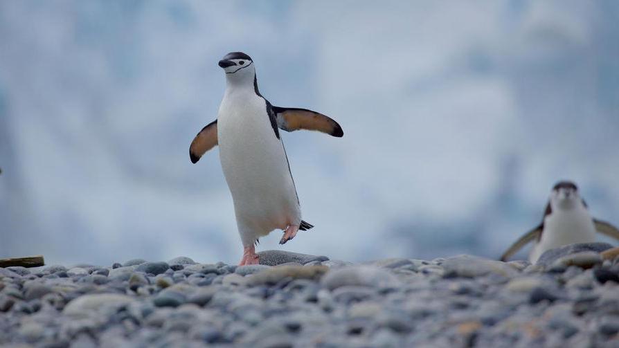 A chinstrap penguin (Pygoscelis antarcticus) balancing on one foot, Antarctic Peninsula, January 2018.