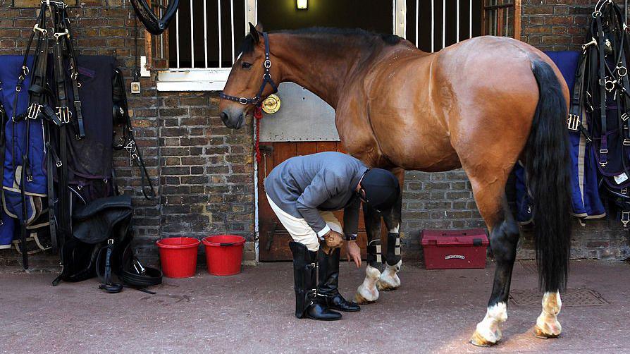 A rider bends over to examine the hoofs of a large brown horse in a working part of the Royal Mews. There are buckets and saddle equipment visible in the photo.