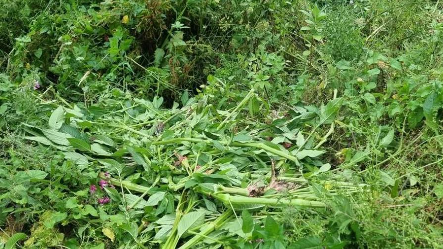 Himalayan Balsam rotting in a pile