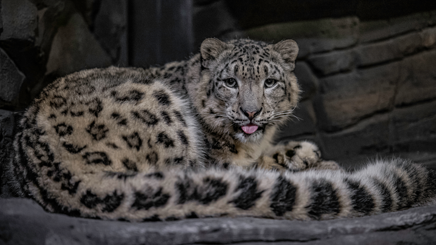 Snow leopard in front of rocky wall, looking into the camera with its tongue out and tail wrapped in front of its body