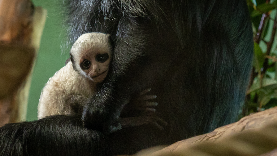 A small white monkey cuddling its mother. The baby monkey is white with dark eyes. It is looking at the camera and nestling its head into its mother's arm.