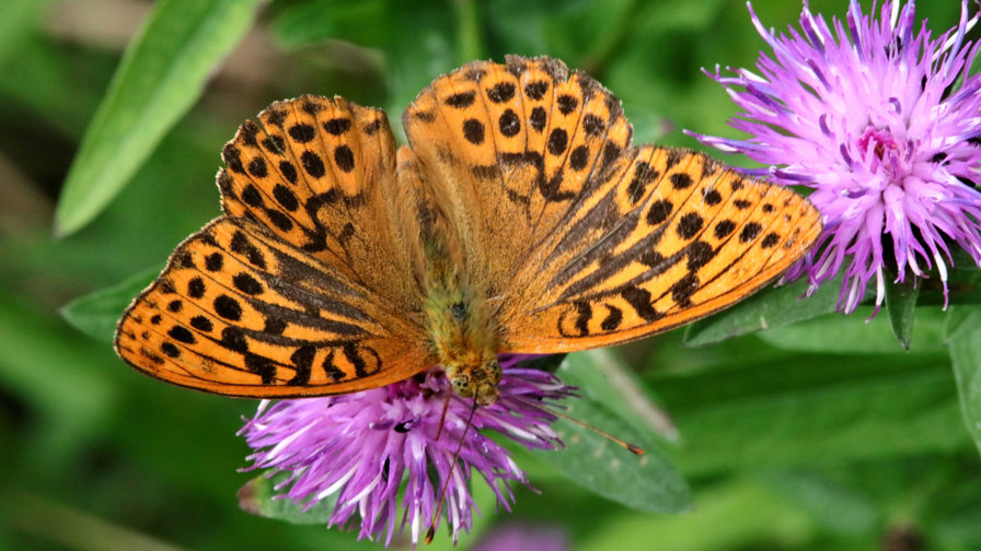 A male Silver-washed Fritillary butterfly is pictured from above as it rests on a purple flower petal in Wynyard, near Stockton.