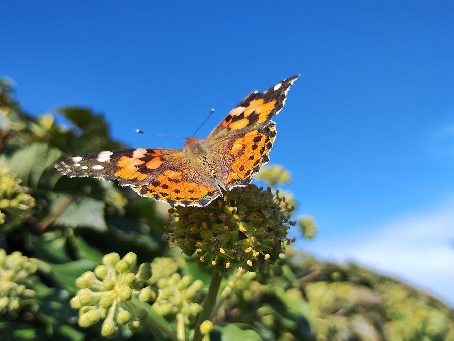 A butterfly with red/orange wings tinged with black, sits on a green and yellow flower of a plant, with a bright blue sky behind it.