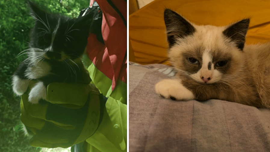 A composite picture of a uniformed traffic officer holding a black and white kitten and a ginger kitten lying on a cushion.