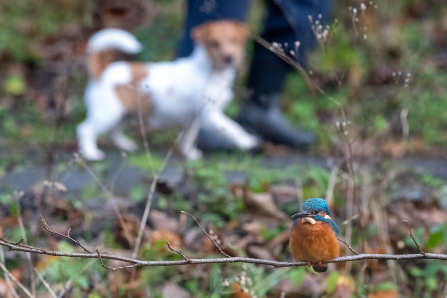 Kingfisher with blue and rust and white colourings sitting on a branch, with a little brown and white terrier dog blurred in the background mid-stride looking in its direction, next to a pair of legs of someone walking it.