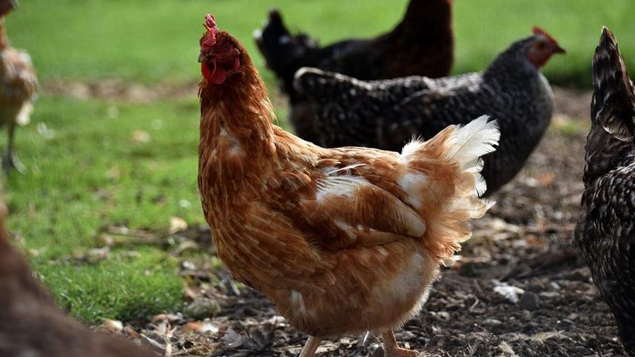 Chickens in a field