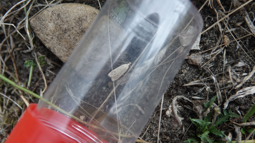 Norfolk Snout moth in clear plastic container