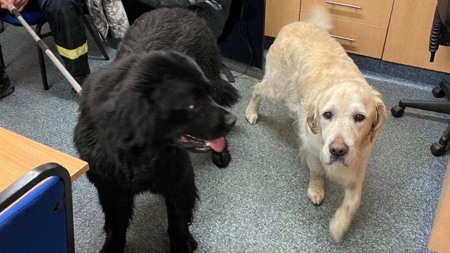 The retriever and the newfoundland dog together 