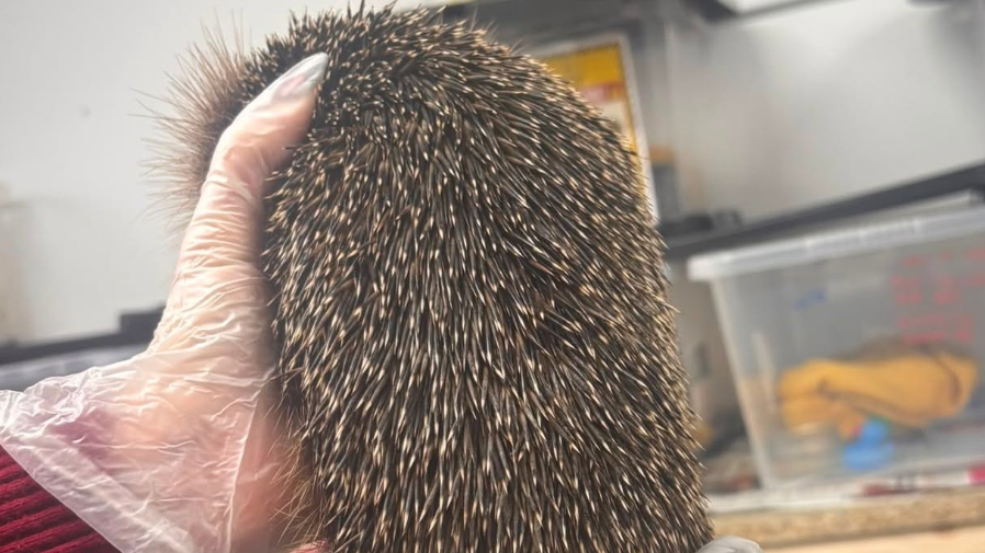 A hedgehog facing away from camera, back covered in spines. A person is holding the hedgehog while wearing a plastic glove.