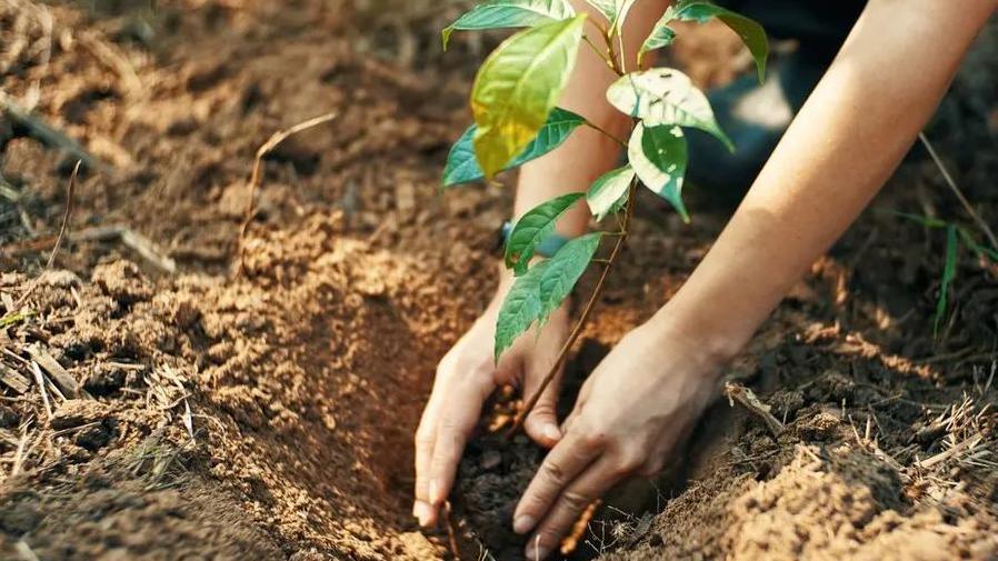 Hands can be seen planting a sapling in a hole in soil.