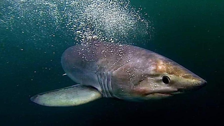 A female porbeagle shark swims underwater with air bubbles floating to the surface. Her skin is pinkish grey and she has a round black eye.