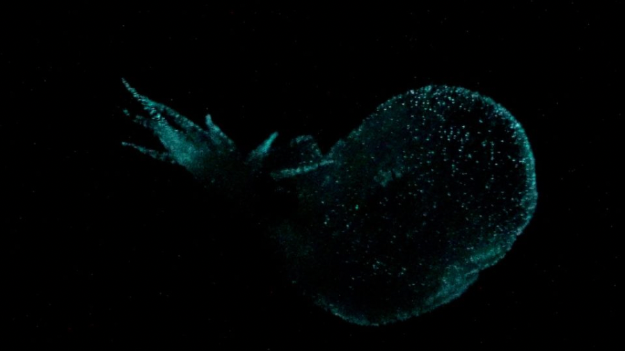 Glowing sea slug in the black sea