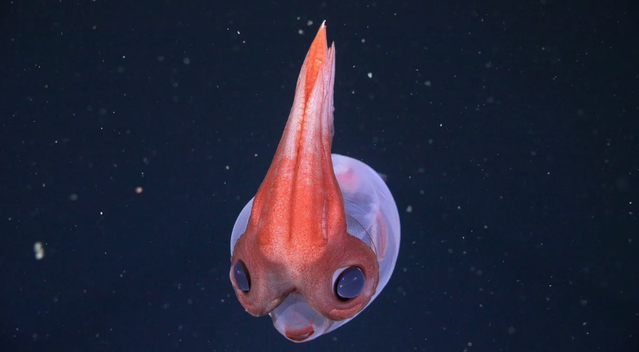 a glass squid at 1,725 metres in the Colorado-Rawson submarine canyon 