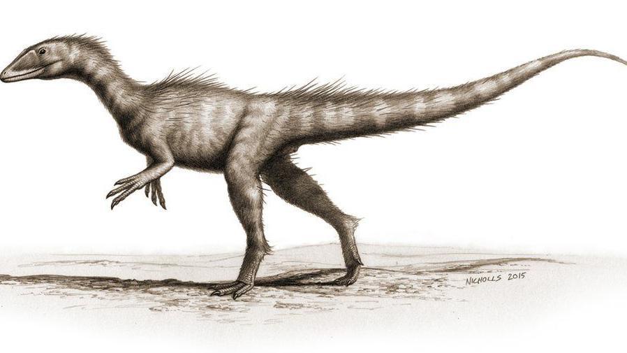 An artist's impression of the 201-million-year-old Welsh dinosaur that fell out of a cliff face on the beach in 2014 where Tegan's footprints are - formally named Dracoraptor hanigani - the "dragon thief"