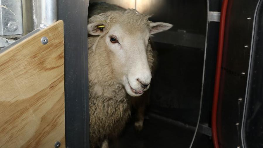 Sheep inside portable testing chamber