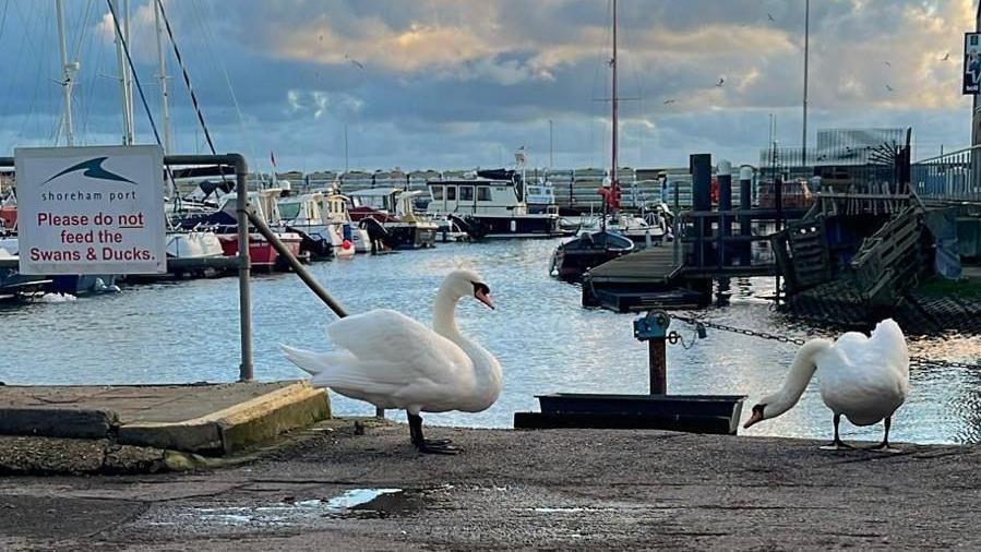 Two swans standing together in the marina. Fishing boats are in the background on calm water and a sign next to the swans saying 'please do not feed the swans and ducks' 