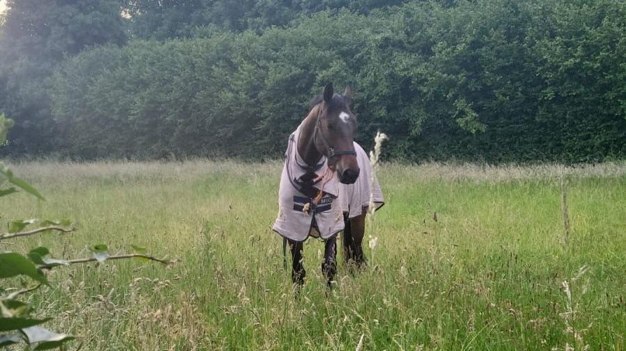 A brown horse with a white mark on its head, wearing a beige jacket, standing in a field. 