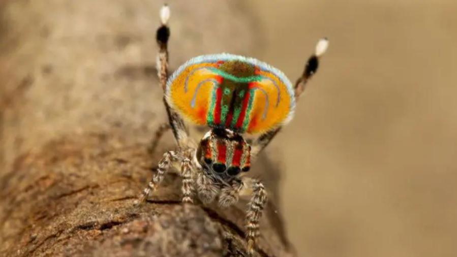 Peacock spider.