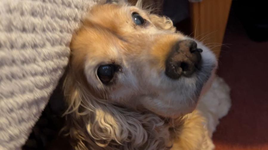 Sandy the dog is gazing into the camera, she has grey eyes because she is blind. Her furr is a mixture of light and darker shades of brown.