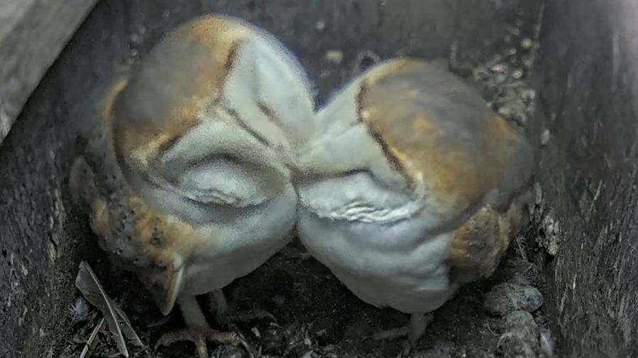 A blurred webcam image of two owls in a nest who appear to be kissing.