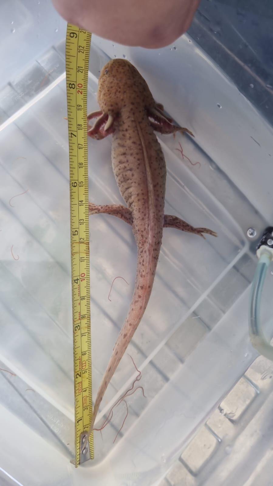 A yellow tap measure is lined up alongside the axolotl, which is just under 9 inches tail tip to head.