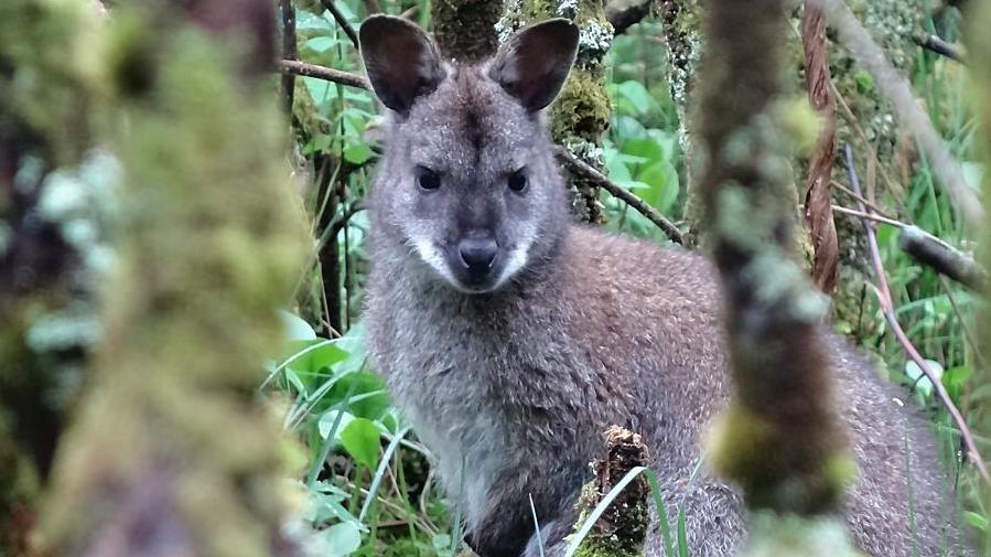 A brown wallaby with lighter fur on its chin and chest looking out through trees and grass in the Ballaugh Curragh.