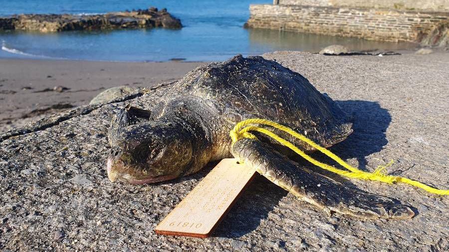 A turtle on Portwrinkle beach with a tag on its leg.