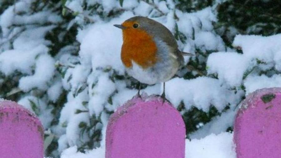 Robin on a fence