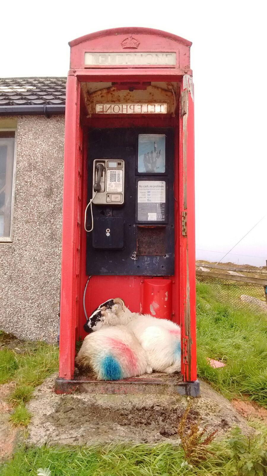 Sheep in a phone box