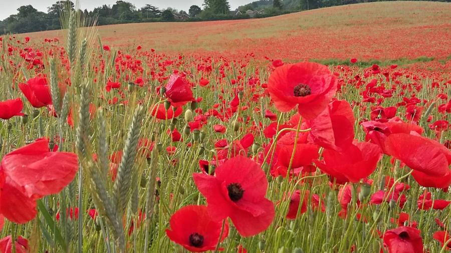 Poppies in Himley