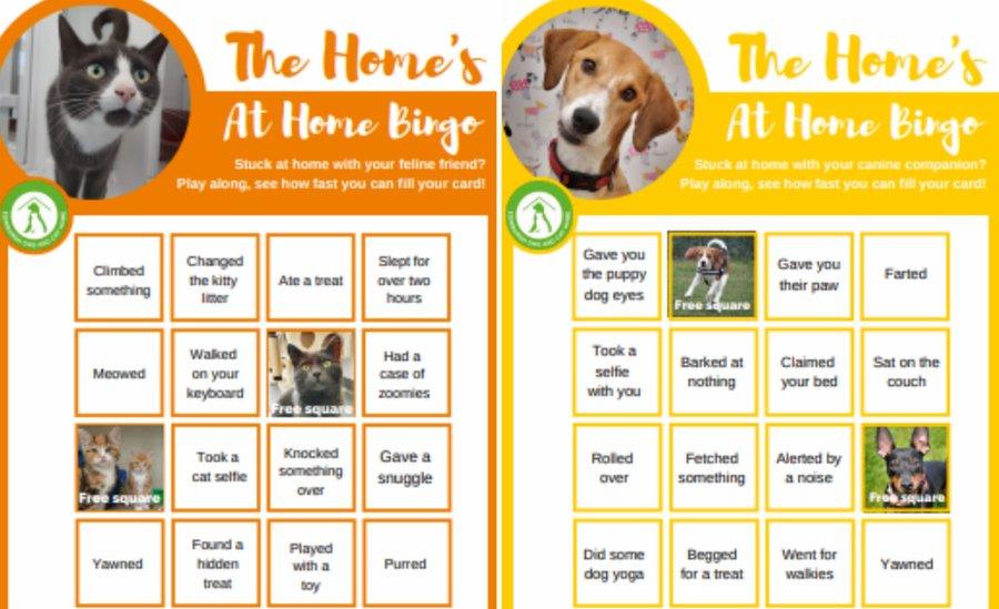 Cat and dog bingo cards