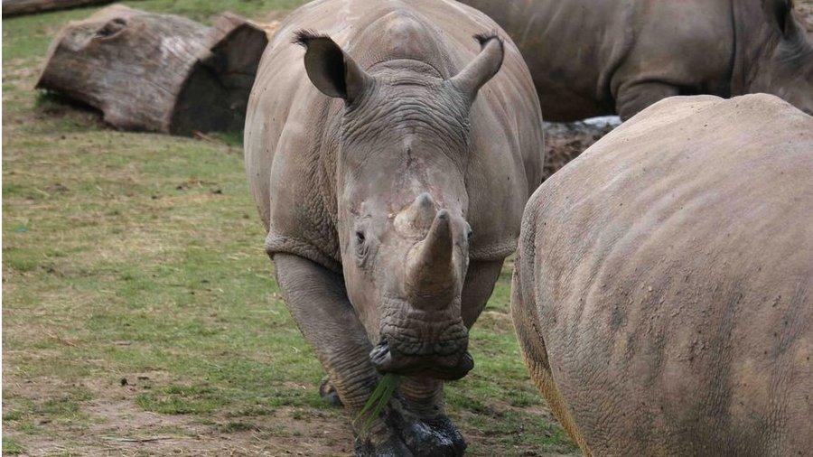 This undated photo provided by the Thoiry zoo shows the rhinoceros Vince, center, at the zoo, west of Paris.