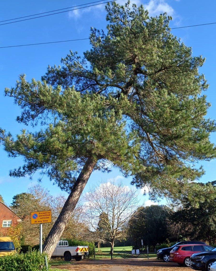 A large tree, by a park carpark, leaning to the right. There is a sign, parked cars to the right and a van to the left. Trees and a park are in the distance, with a large blue sky. 