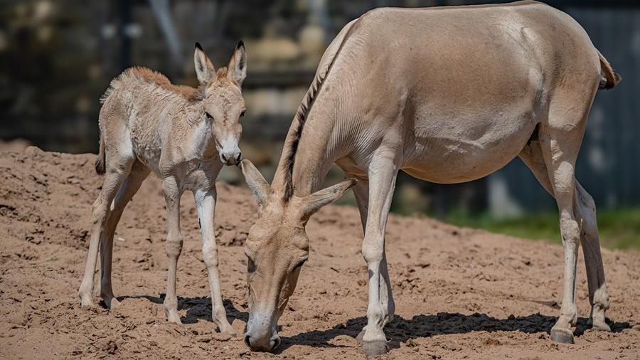 Jasper the onager foal looking in the camera's direction to the right of his mum, Azita who grazes in her habitat 