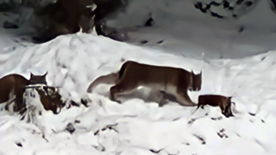 Two lynx run through the snow in the distance 