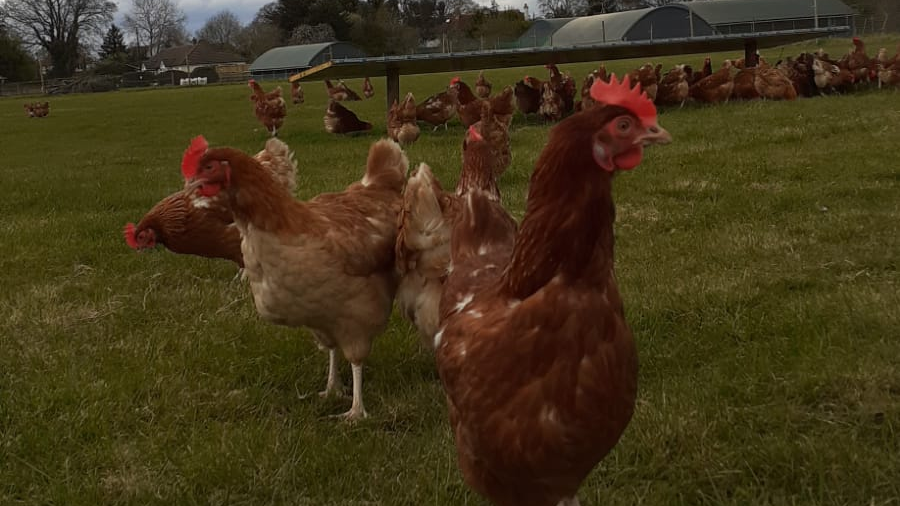 Ginger coloured hens on a field