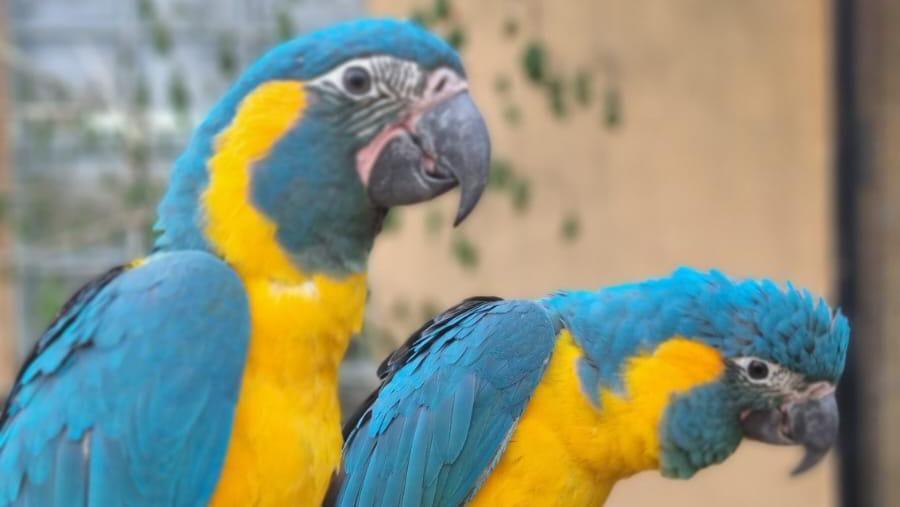 Blue-throated macaws Lily and Margot sit on a small branch in an enclosure. They have light blue wings and yellow plumage.