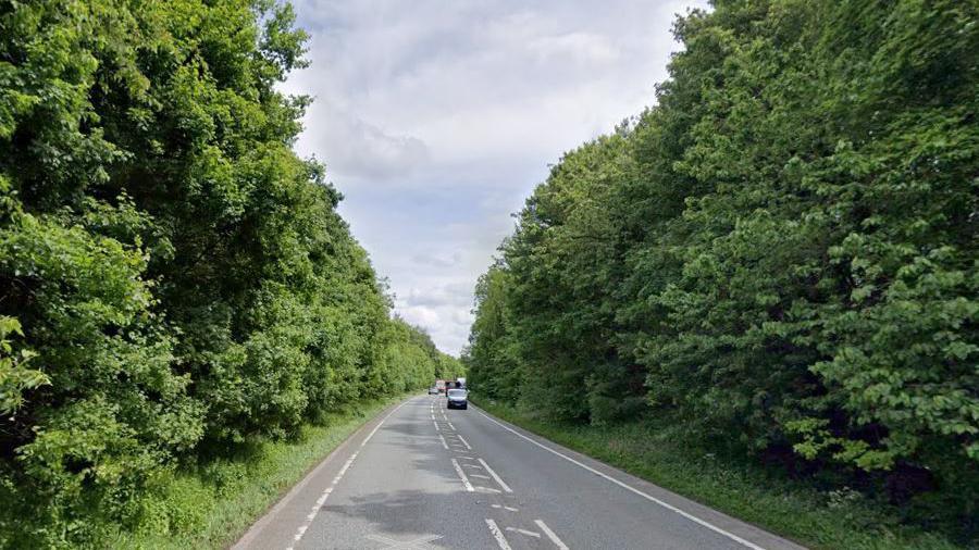 A road with cars in the distance running between trees on both sides