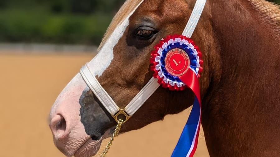 Elvis is a brown horse with a white blaze. He has a pink muzzle. He's wearing a white leather bridle with gold metalwork. On his bridle is a red white and blue rosette which says 1st.
